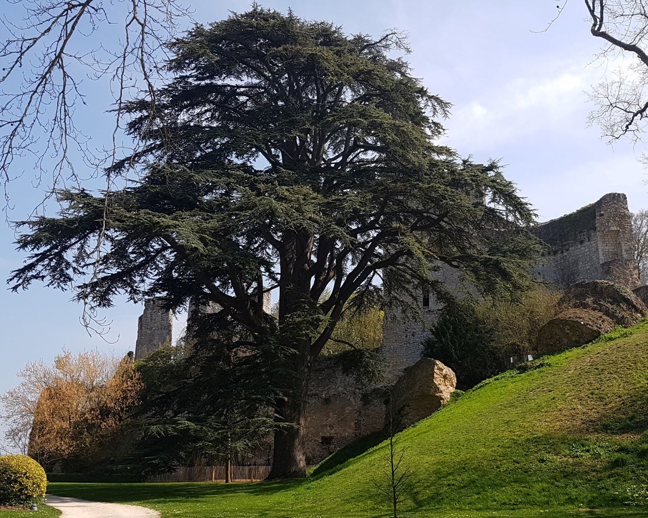 Cèdre du Liban planté en 1807 devant les ruines du Château de Vendôme