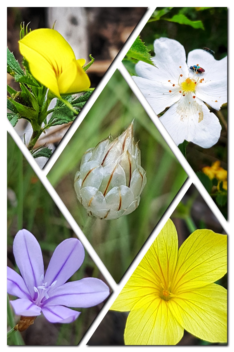 Fleurs Parc National du Verdon